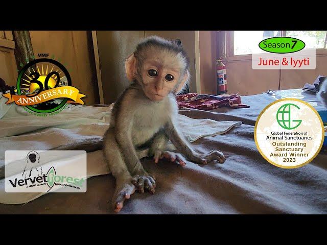 Two new baby orphan monkeys arrive, each with their own little story. Darby back to surgery