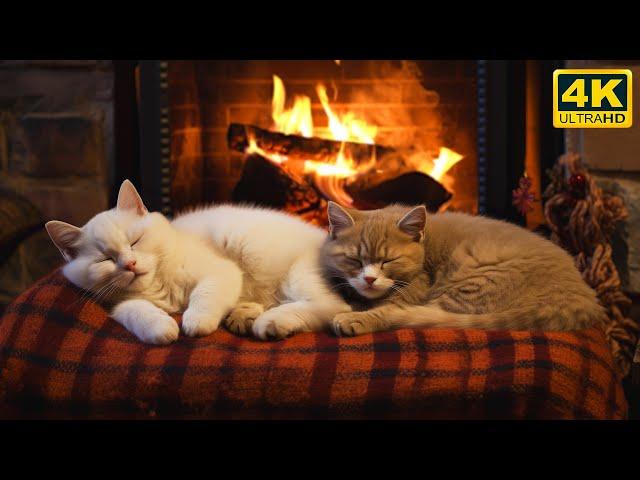 Stay Warm And Cozy with Purring Cats | Helps Sleep Instantly | Fireplace Burning