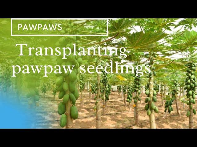 Transplanting pawpaw seedlings :Important things to consider