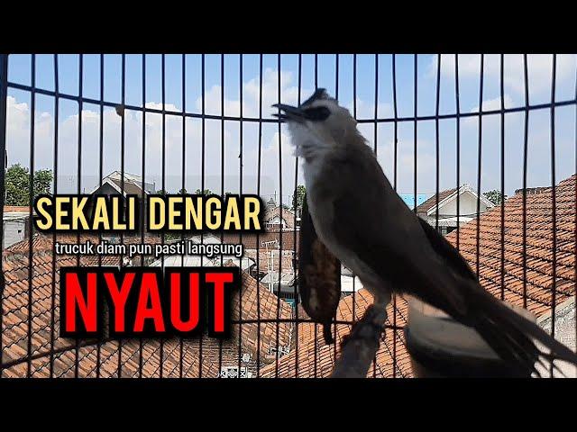 trucukan gacor NGEKEK TARUNG ROPEL Pancingan trucukan agar bunyi jadikan burung trucuk gacor NYAUT