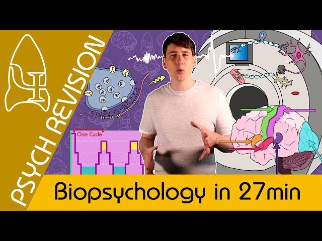 Biopsychology - AQA Psychology in 27 MINS! *NEW* Quick Revision for Paper 2