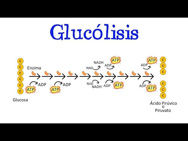  Glucólisis  Para principiantes / Generalidades [Fácil y Rápido] | BIOLOGÍA | QUÍMICA |