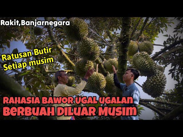 Rahasia Perawatan Murah Dan Sederhana Durian Bawor Berbuah Ugal Ugalan Diluar Musim‼️