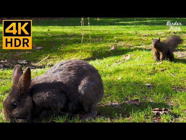 Cat TV for Cats to Watch  Cute Birds, Rabbits, and Squirrels  8 Hours(4K HDR)