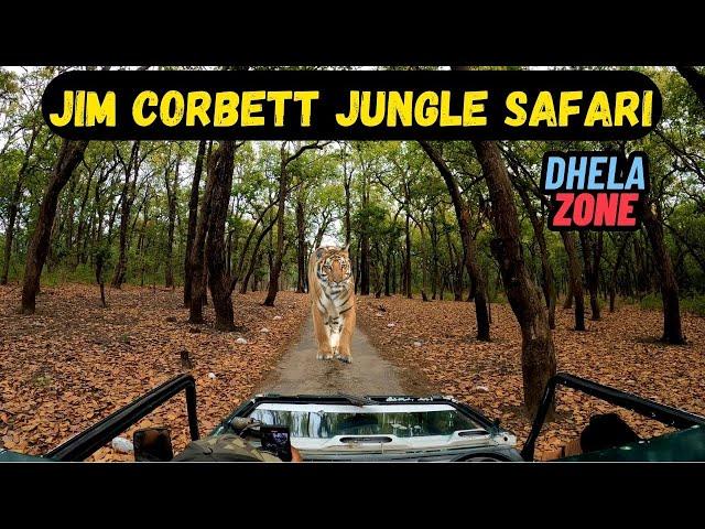 Chasing 4 tigers in Jungle Safari | Jim Corbett Monsoon safari | Dhela Zone