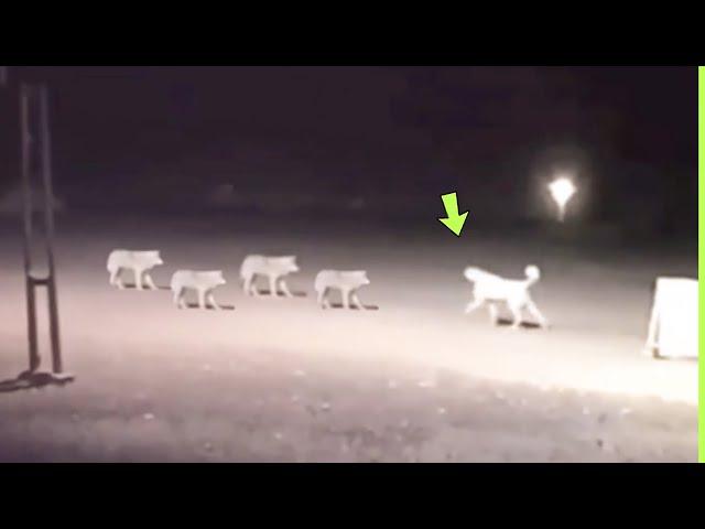 OS LOBOS NÃO SABIAM QUE O KANGAL IRIA FAZER ISSO