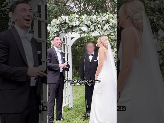 Stray Cat Crashes Couples’ Wedding | The Dodo