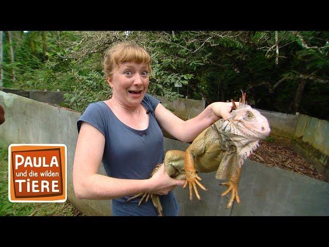 Warum nickt der Leguan? | Reportage für Kinder | Paula und die wilden Tiere