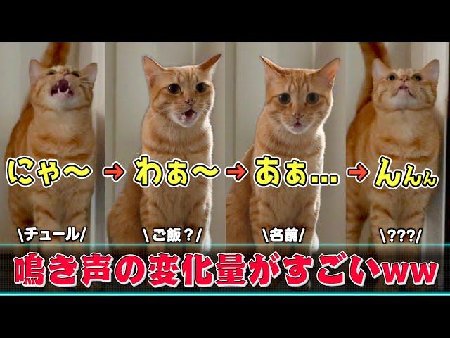 毎日鳴き声をアレンジしてくるおしゃべり上手な愛猫がこちらww