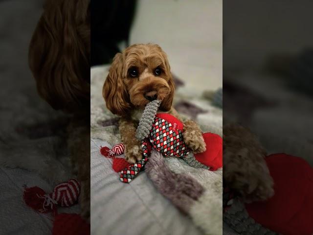 #joy#cockapoo#puppy #dog#cute#shorts#funny#귀여운강아지