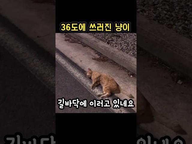 고양이가  쓰러져있다면 이렇게 하세요