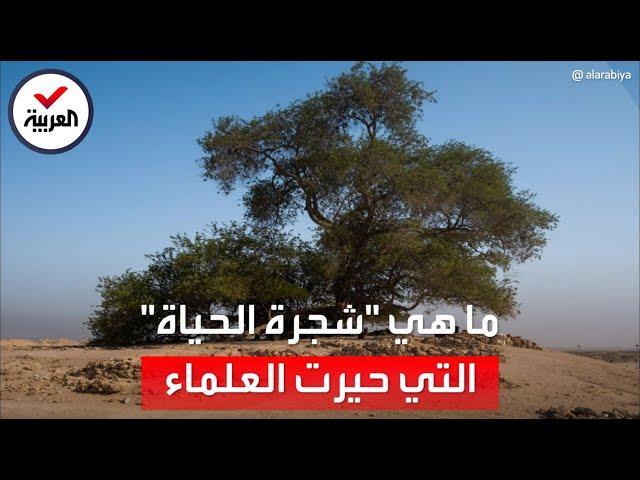 تحدث عنها بابا الفاتيكان مرارا.. قصة عجيبة لـ"شجرة الحياة" في البحرين