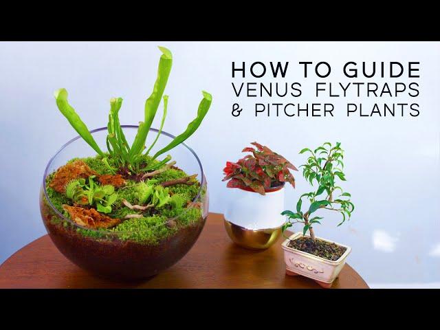 HOW TO: Carnivorous Plant Bowl — Venus Fly Trap & Pitcher Plants