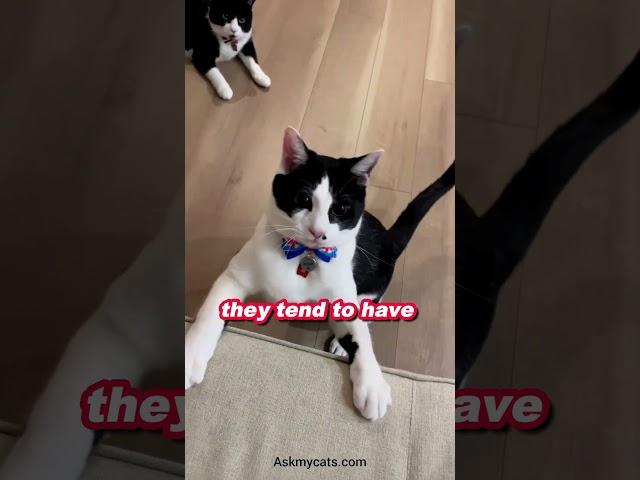 Fun fact about tuxedo cat. #shorts