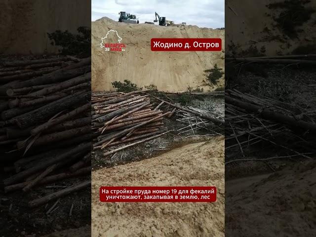 Беларусы шокированы уничтожением здорового леса  #беларусь #лес #дрова #деревья #фекалии #жодино