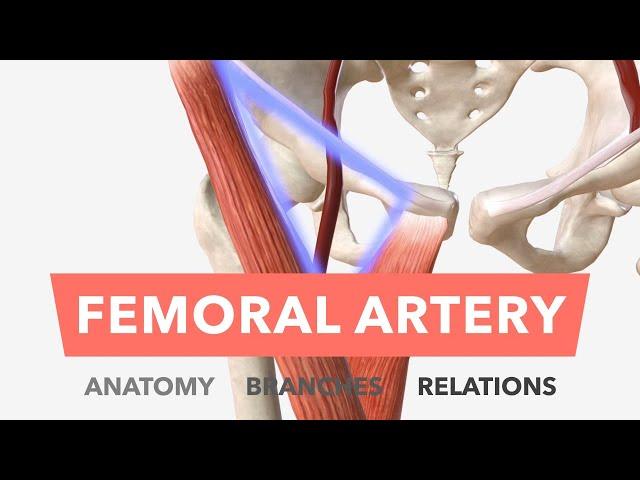 Femoral Artery - Anatomy, Branches & Relations