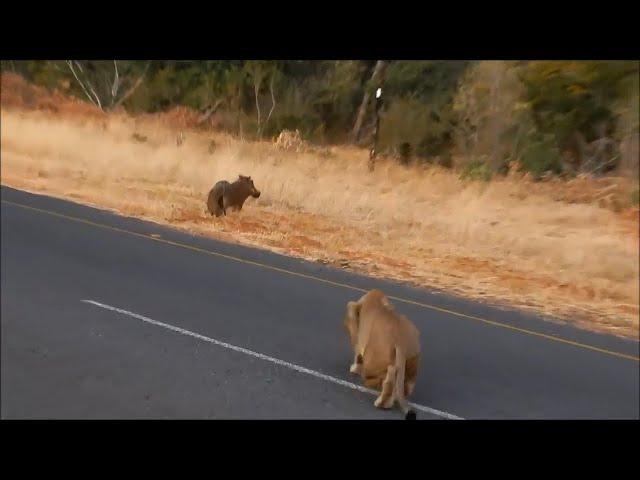 Warthog doesnt hear the lion coming