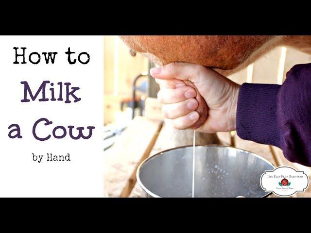 How to Milk a Cow By Hand (or goat)