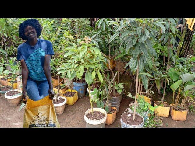 Growing Fruit Trees In Containers, Fertilizing And General Maintenance.