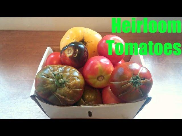 Heirloom Tomato Comparison - Weird Fruit Explorer Ep. 184