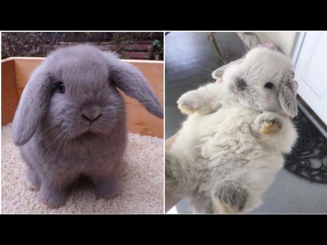 2021 Funny videos of little bunnies  cute bunnies