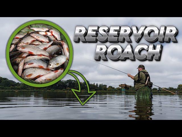 RESERVOIR ROACH | Waggler Fishing | Quality Roach