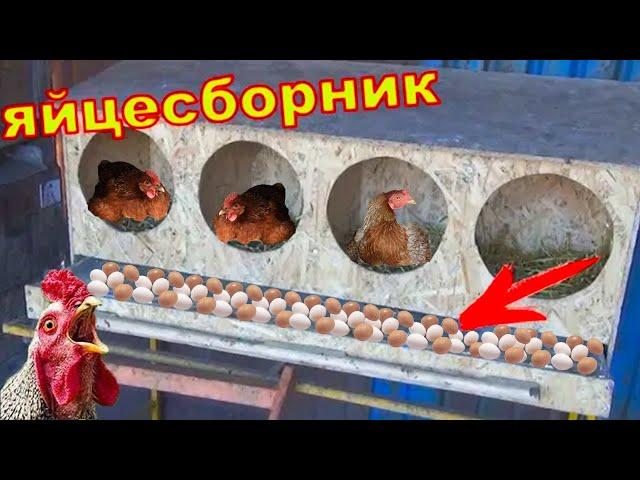 Как сделать гнездо для кур с яйцесборником...