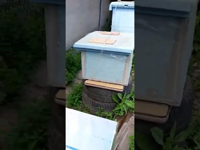 Улья из пенополистирола полное га-но! А у вас как?