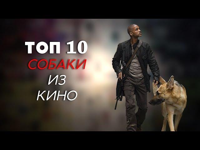 ТОП-10 | СОБАКИ ИЗ КИНО