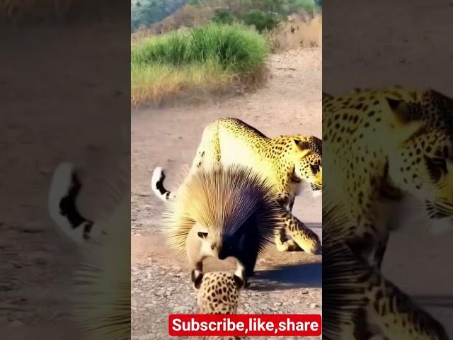 the porcupine is protecting itself! #ai #animals #cute #shortsfeed #nature #shorts #creature