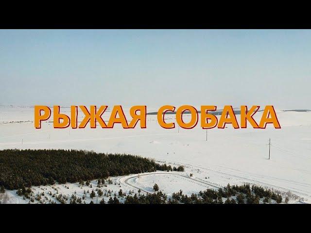  ПРЕМЬЕРА КЛИПА! Рыжая собака - Иван Бухтияров