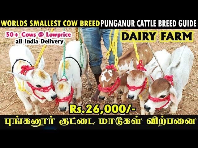 புங்கனூர் குட்டை நாட்டு மாடுகள் விற்பனை, Punganur cow Kuberan Dairy Farm #cowmarket #trending