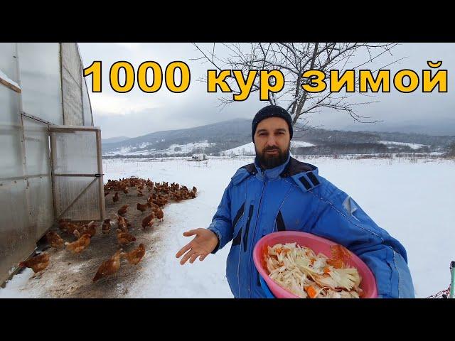 1000 пастбищных кур зимой