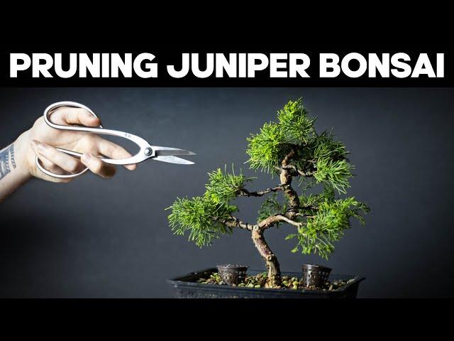 Itoigawa Juniper Bonsai - Pruning and Shaping Ideas