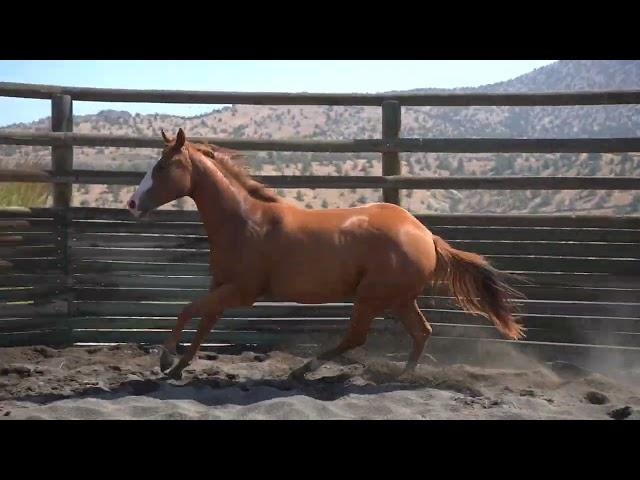 Martini Talker 2023 Sorrel Mare Sired by Smooth Talkin Style