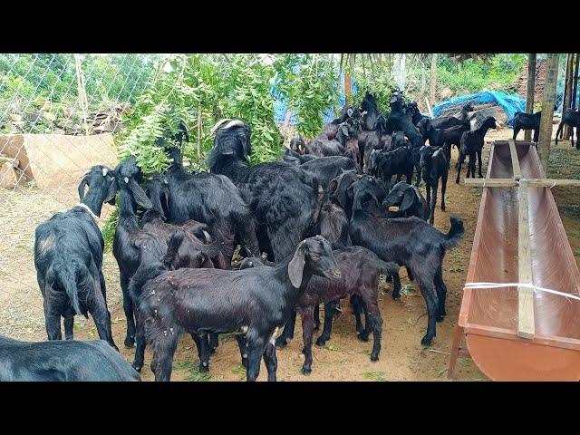 சேலம் கருப்பு ஆடு, நாட்டு வெள்ளாடு, சினை ஆடு, ஆட்டு குட்டி, மிக குறைந்த விலையில் விற்பனை, மேச்சேரி