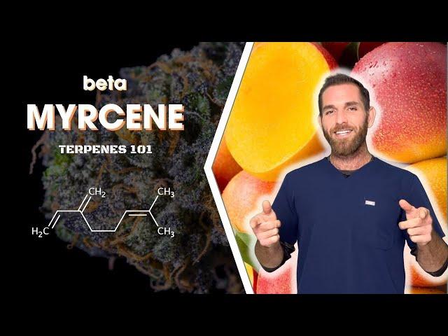 Myrcene - The Most Common Terpene in Cannabis!