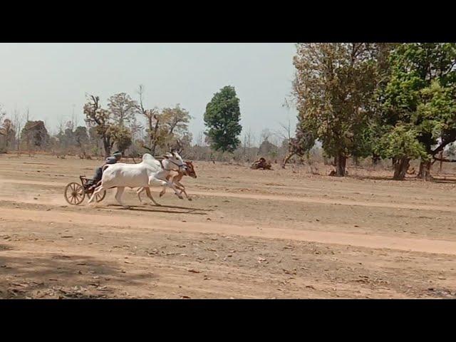 har har Mahadev Barghat chimanakhari wala Bhadu kota parswada Balaghat pat pratiyogita ox race mp