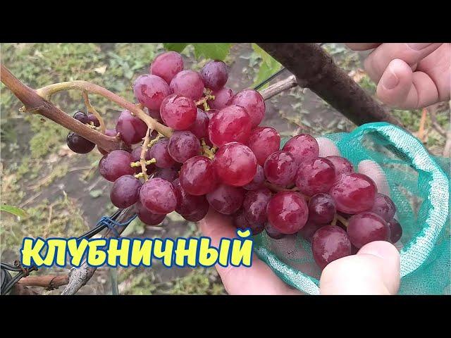 Новые сортоформы. Клубничный.