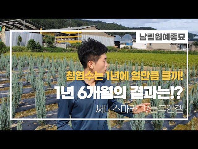 블루엔젤,써니스마라그 밭 1년6개월뒤 성장속도는!?