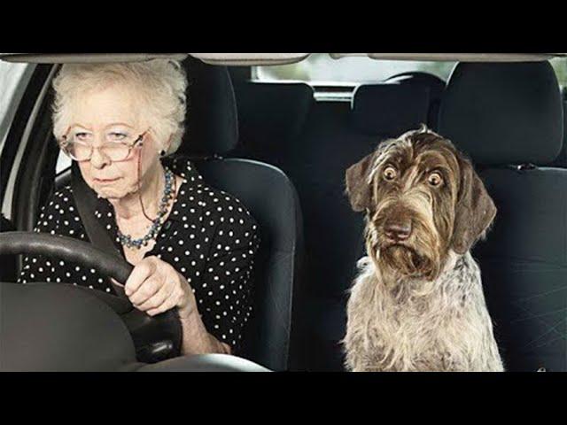 'Brave' dogs reaction when realize he's going to the Vet Funny Dog Reaction