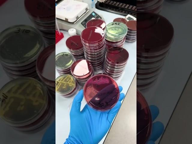 microbiology lab #microbiology #laboratorylife #lab #microscope #music