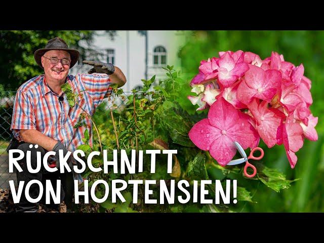 Rückschnitt in 5 Schritten!  - Hortensien richtig schneiden & pflegen