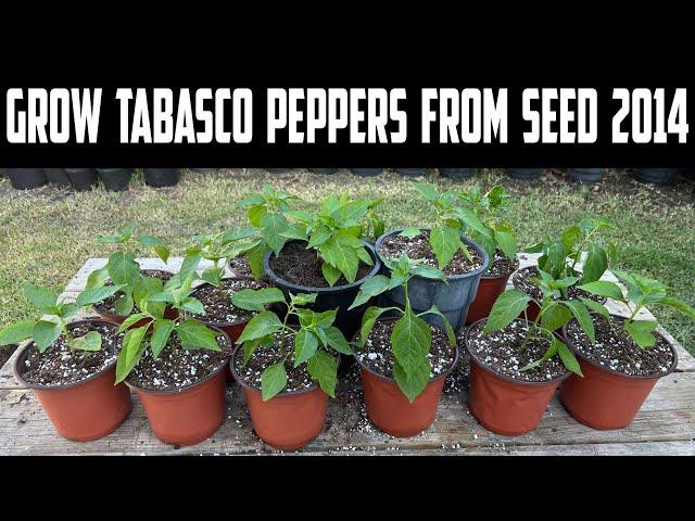 Grow Tabasco Peppers from Seed with Results