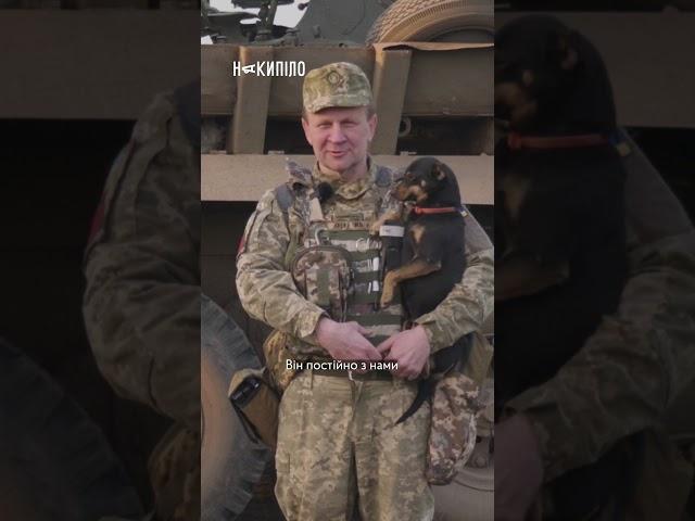 Хлопці з ППО боронять небо, а він — їх. Пес Кабачок