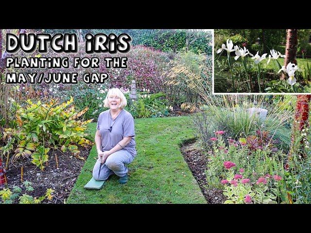 Dutch Iris || Planting for Flowers in the May/June Gap