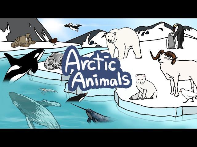 Arctic Animals  | What kind of Winter Animals live in South & North Pole? | Kids Draw