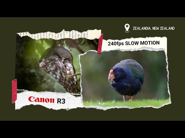 Zealandia Ecosanctuary... PARADISE for wildlife filmmakers | 240fps slow motion | Canon R3