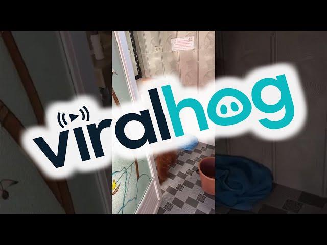 Orangutan in the House || ViralHog