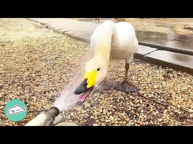 Swan Won't Stop Following This Woman | Cuddle Buddies